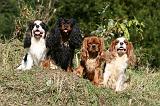 CAVALIER KING CHARLES 675